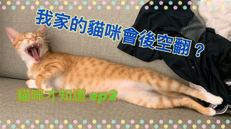 家裡有貓來 2024香港